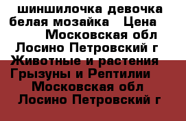 шиншилочка девочка белая мозайка › Цена ­ 1 500 - Московская обл., Лосино-Петровский г. Животные и растения » Грызуны и Рептилии   . Московская обл.,Лосино-Петровский г.